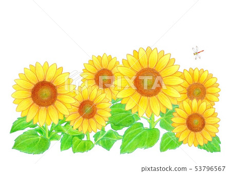 Sunflower and dragonfly 53796567