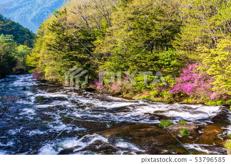 （栃木縣）開花的Yukawa，Ryuto Nodaki，開花 53796585