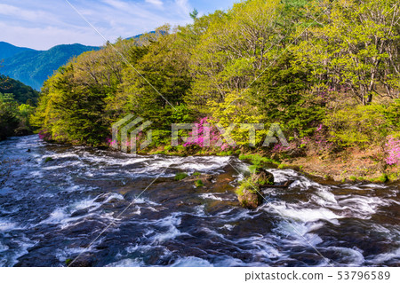 (栃木縣)開花的Yukawa,Ryuto Nodaki,開花 (栃木縣)開花的Yukawa,Ryuto Nodaki,開花 53796589