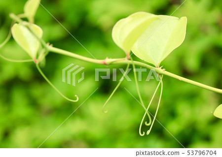 綠色，新鮮的綠色，6月，eco的圖像 53796704