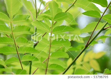 綠色，新鮮的綠色，6月，eco的圖像 53796705