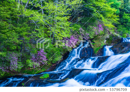 (栃木縣)流川開花的蜜蜂流 (栃木縣)流川開花的蜜蜂流 53796709