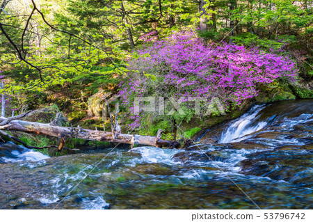 (Tochigi Prefecture) A flow of Yukawa blossoming honeybees 53796742
