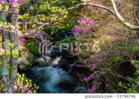 （栃木縣）流川開花的蜜蜂流 53796746