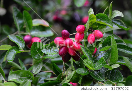 Carunda fruit herb in Thailand 53797002