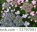 Colorful forehead hydrangea 53797081