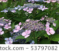 Colorful forehead hydrangea 53797082
