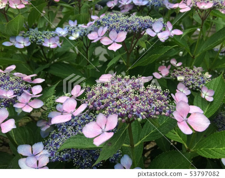 Colorful forehead hydrangea 53797082