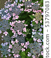 Colorful Hydrangea 53797083