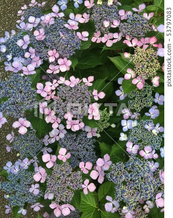 Colorful Hydrangea 53797083