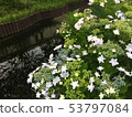 Forehead hydrangea blooming in the riverside 53797084