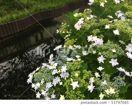 Forehead hydrangea blooming on the riverside 53797085