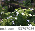 A beautiful hydrangea blooming in a small stream 53797086