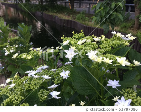 A beautiful hydrangea blooming in a small stream 53797086