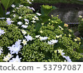 Forehead hydrangea blooming in the riverside 53797087