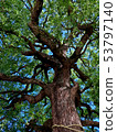 Tree where God lives 53797140