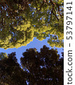 Approach trees 53797141