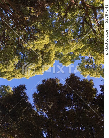 Approach trees Approach trees 53797141