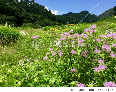 Flower garden of the plateau Flower garden of the plateau 53797147
