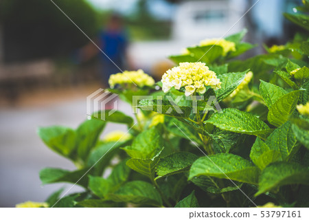 Hydrangea in June 53797161