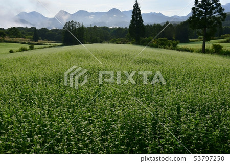 Flowering buckwheat field and Nasu mountain range 53797250