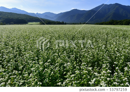 Flowering buckwheat field and Nasu mountain range 53797259