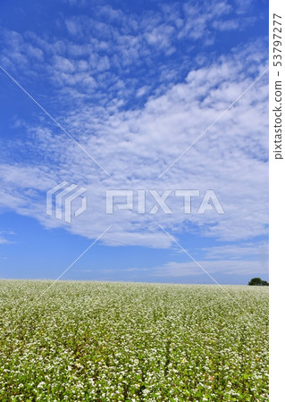 Flowering buckwheat field and clouds Flowering buckwheat field and clouds 53797277