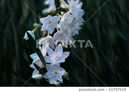 水仙花3 水仙花3 53797529