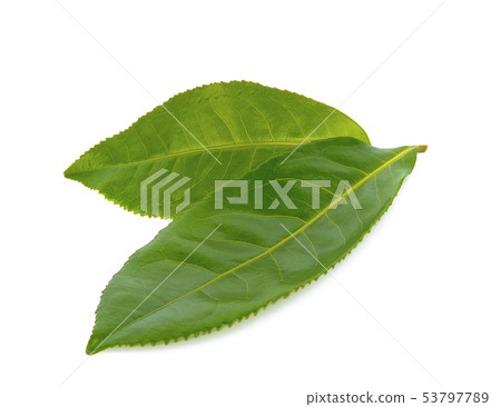 Green tea leaf on white background. 53797789