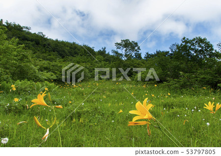 Nikkou Kisuge / Hakuba Goryu Takayama植物園/長野縣白馬村 Nikkou Kisuge / Hakuba Goryu Takayama植物園/長野縣白馬村 53797805
