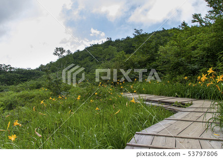 Nikkou Kisuge / Hakuba Goryu Takayama植物園/長野縣白馬村 Nikkou Kisuge / Hakuba Goryu Takayama植物園/長野縣白馬村 53797806