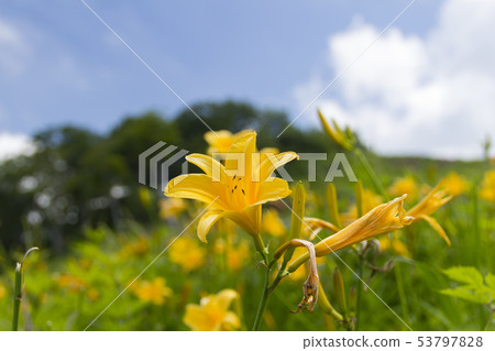 Nikkou Kisuge / Hakuba Goryu Takayama植物園/長野縣白馬村 Nikkou Kisuge / Hakuba Goryu Takayama植物園/長野縣白馬村 53797828