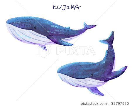 鯨魚2 插圖素材 圖庫