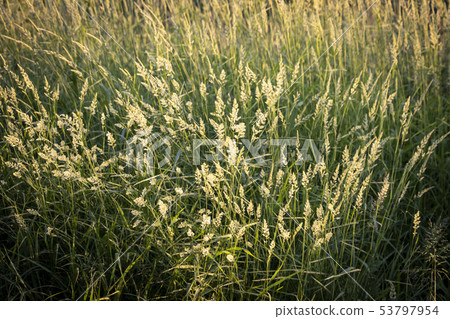 Green grass Green grass 53797954