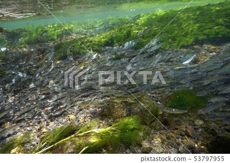 Flock of salmon fry Flock of salmon fry 53797955