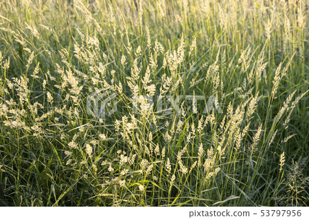 Green grass Green grass 53797956