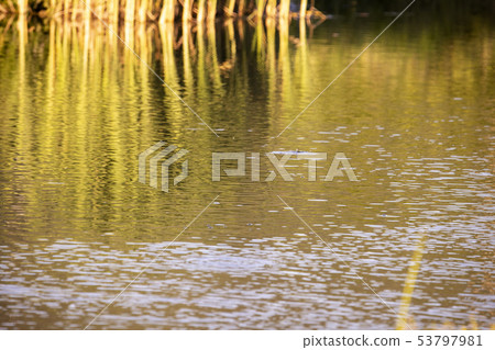 The grass reflected on the water The grass reflected on the water 53797981