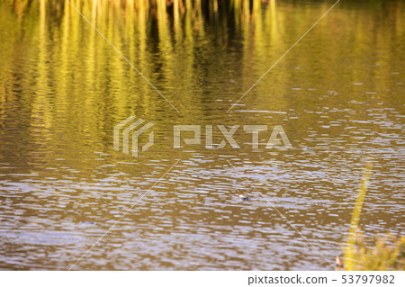 The grass reflected on the water The grass reflected on the water 53797982