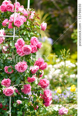 English Garden Rose Stock Photo 53798030 Pixta