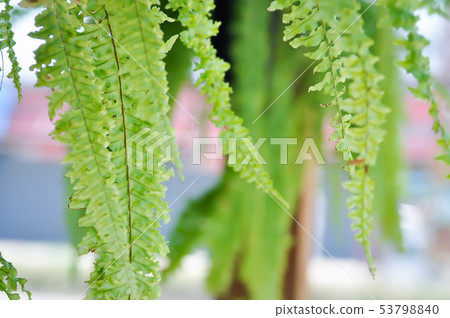 fern ,boston fern or Nephrolepis, 53798840