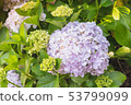 繡球 53799099