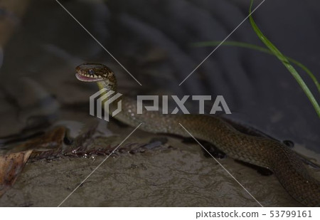 東亞腹鏈蛇 53799161