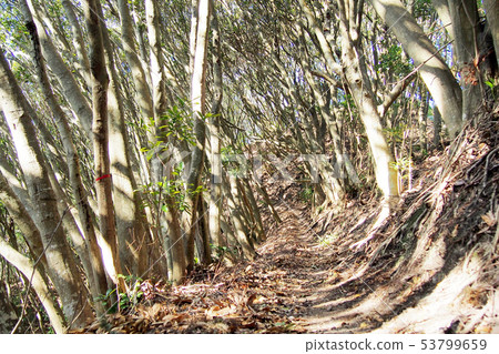 Evergreen broad-leaved oak forest, Karasubayama, Chiba Prefecture 53799659