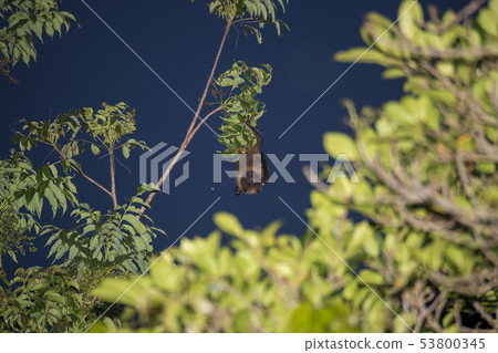 八重山飛狐 八重山飛狐 53800345