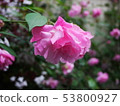 Roses 53800927