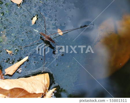 small black brown Water Strider or Pond skaters small black brown Water Strider or Pond skaters 53801311