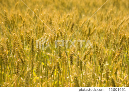 Golden wheat field 53801661