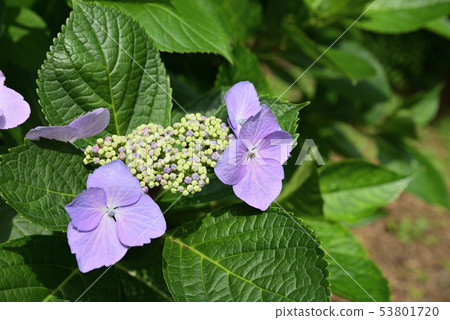 久留米市的風景繡球花 照片素材 圖片 圖庫