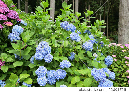 久留米市的風景繡球花 照片素材 圖片 圖庫