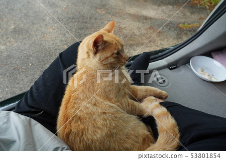 A cat, a stray cat, a tea tiger, a char bo, a male, a couple of people, a sunny, a fine, a June, a leisurely healing 53801854